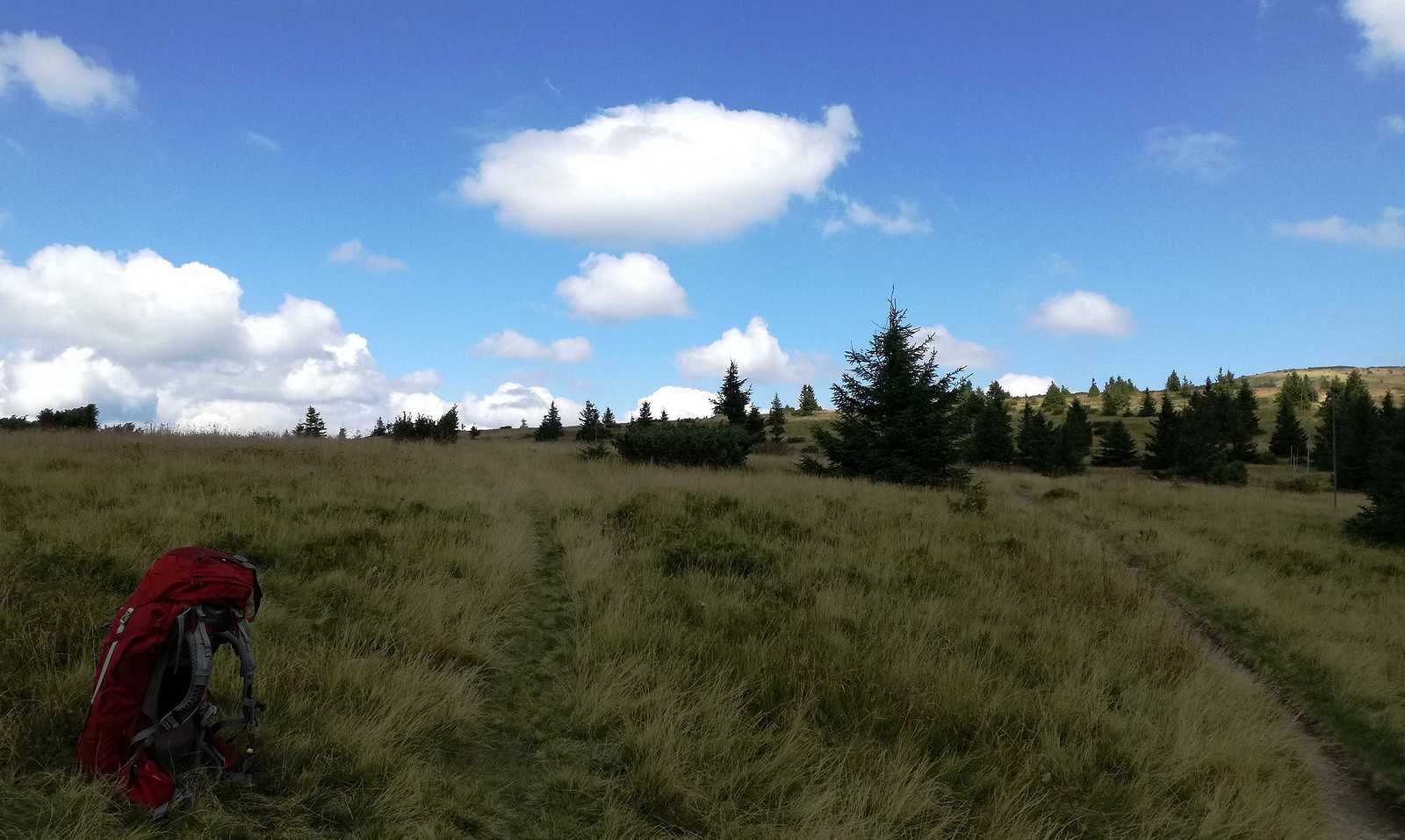 dav