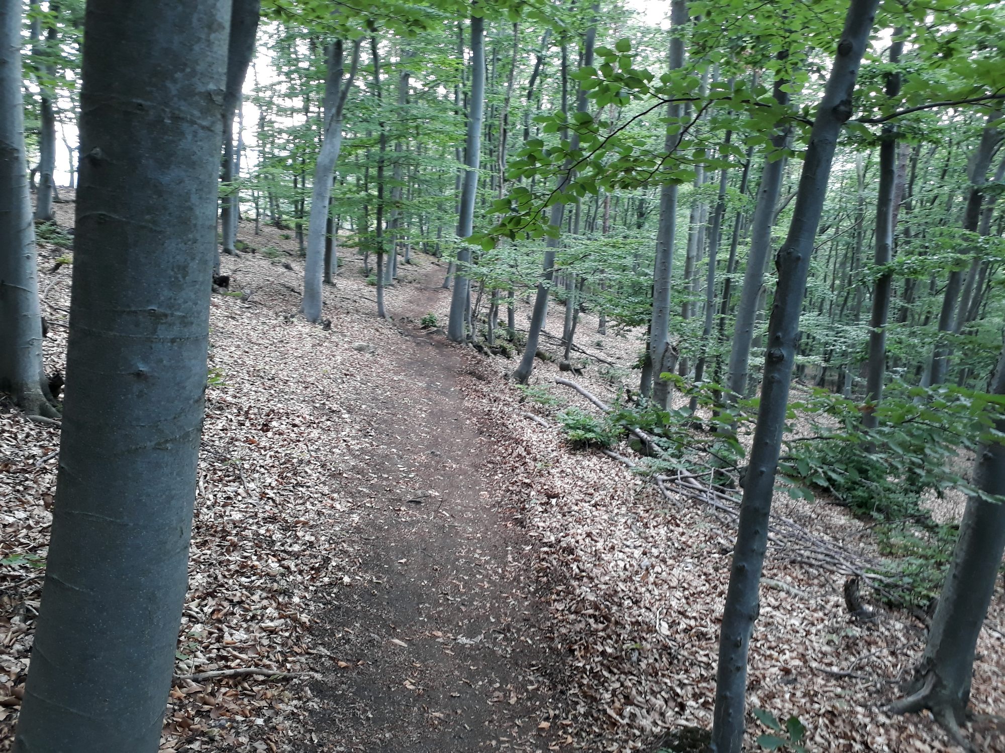 10 Pálfyho trail typický povrch
