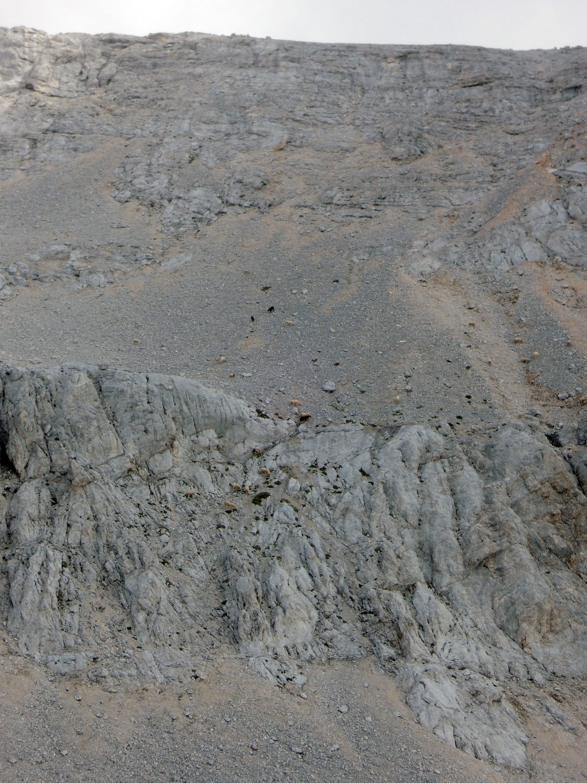 19 Nájdi vraždiace ovce