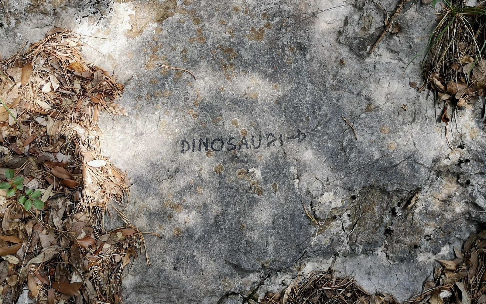 01 Dinosauri