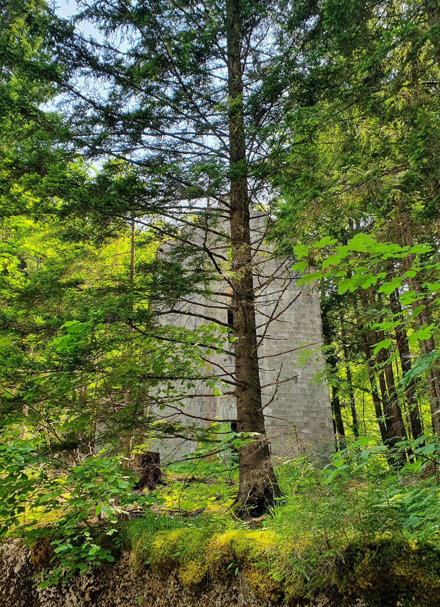 06 Dreilandereck - Čudné veci v lese pri ceste na Monte Forno