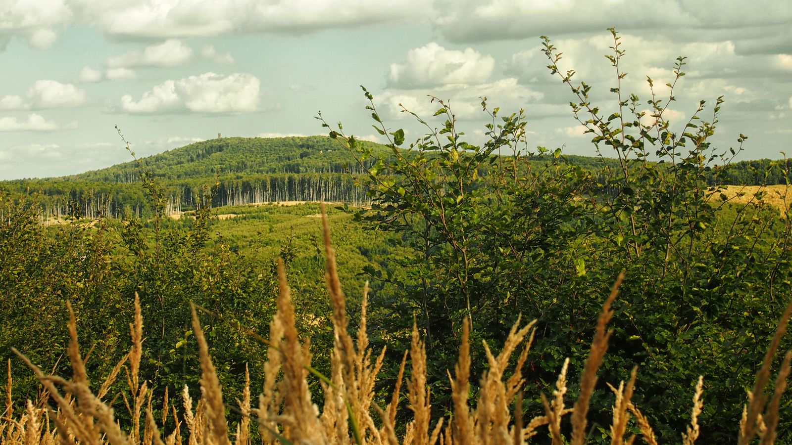 Veľká Homola