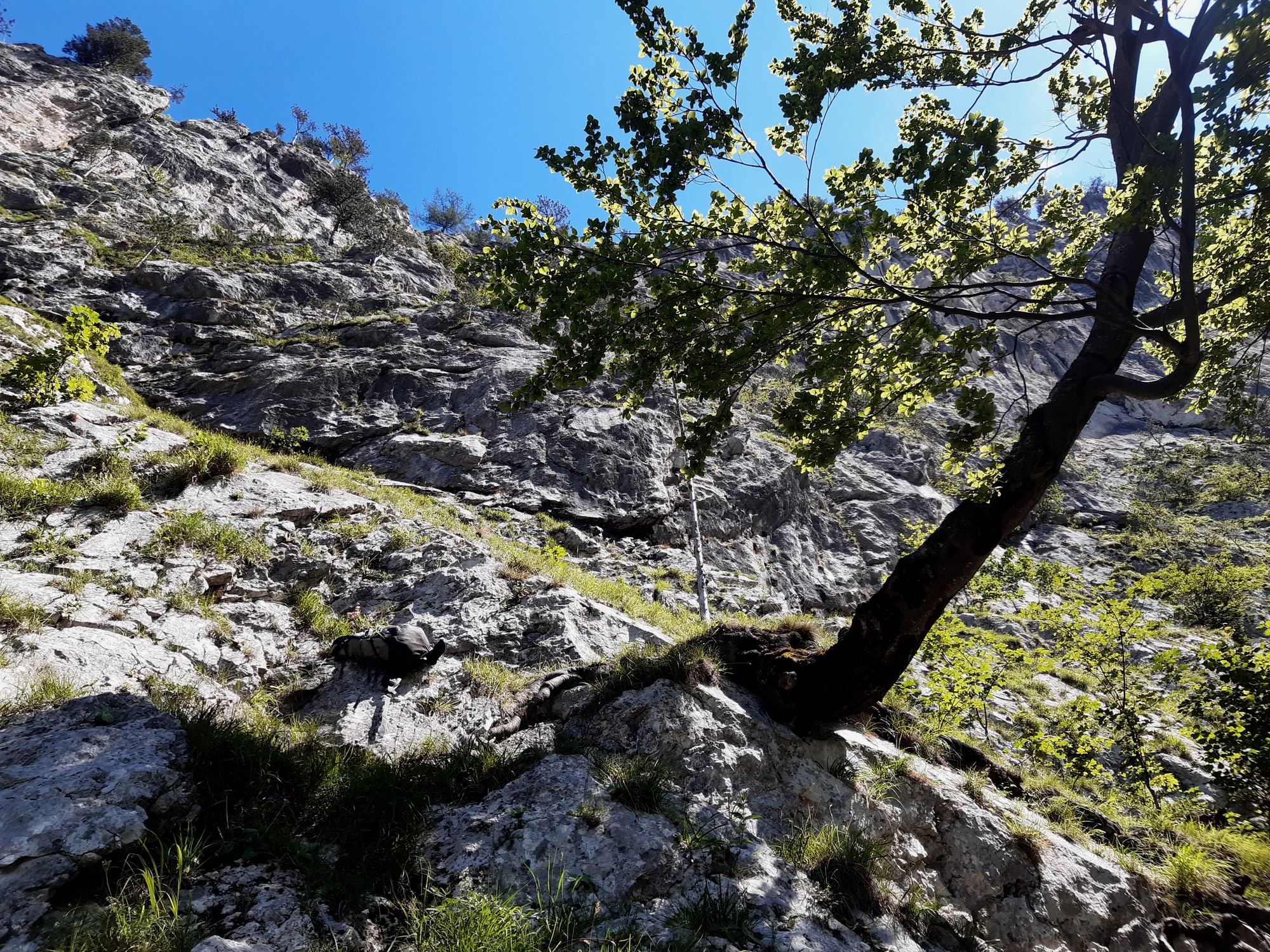 Hollental King kong Karl 04 - stromček pri začiatku cesty