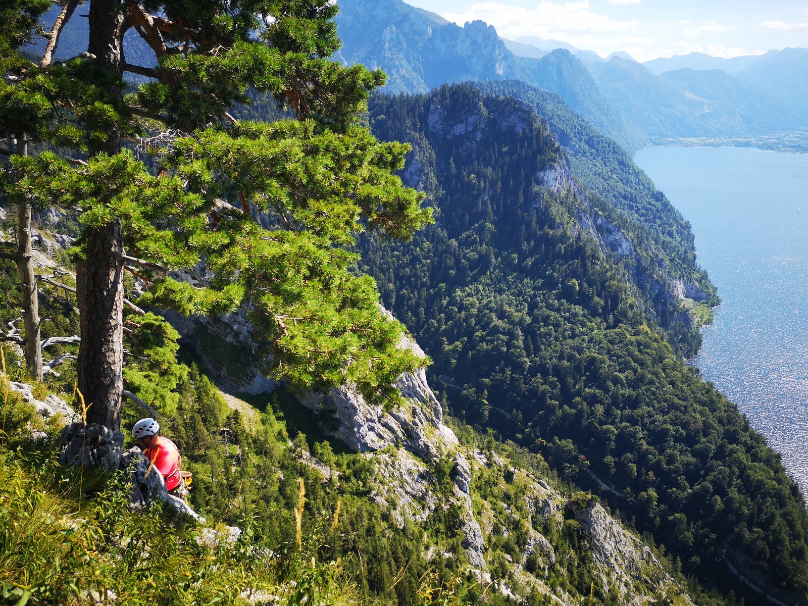 Traunstein (25) štandovacia borovica