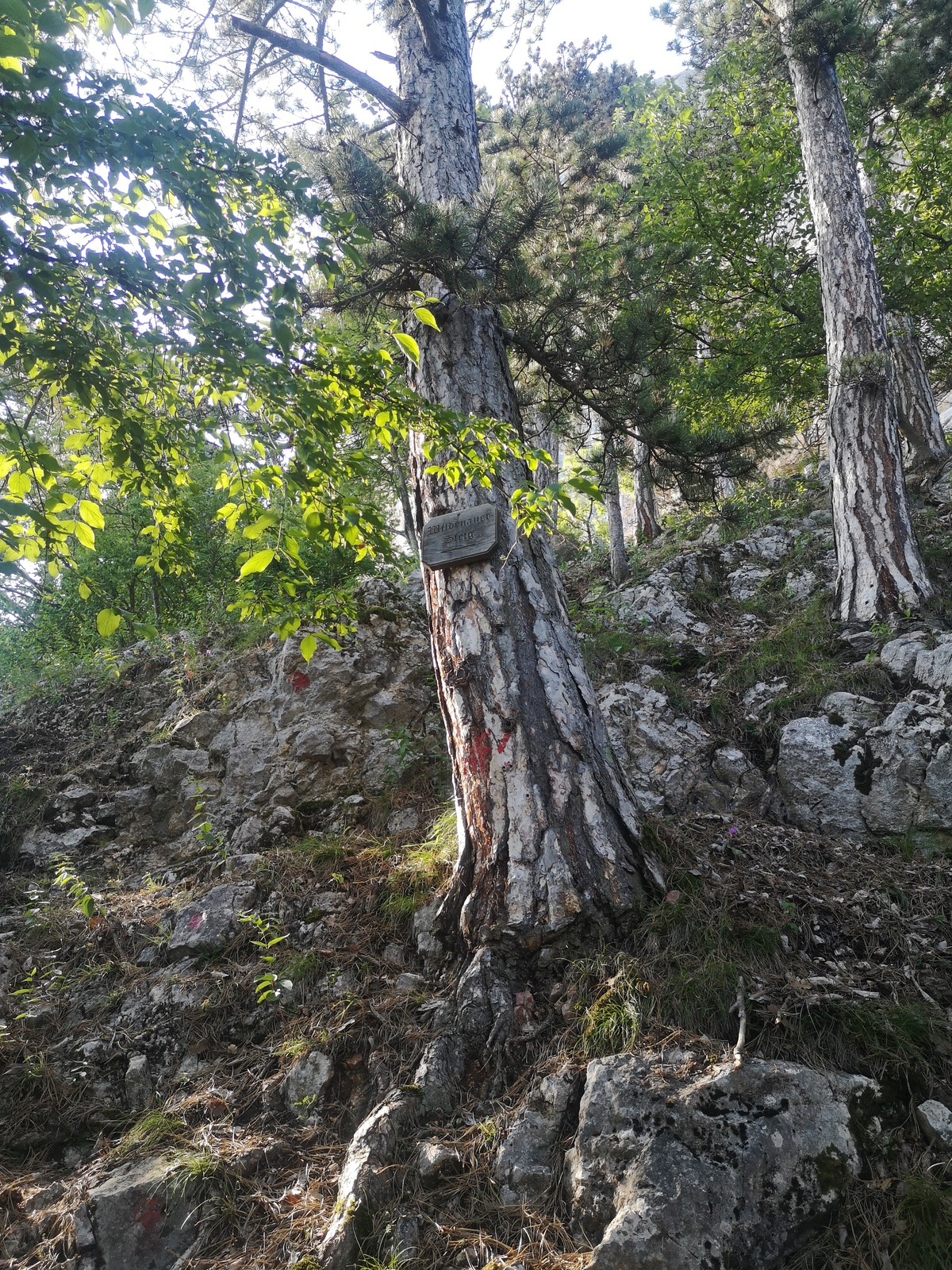 Wildenauersteig (1) obdočka k ferrate