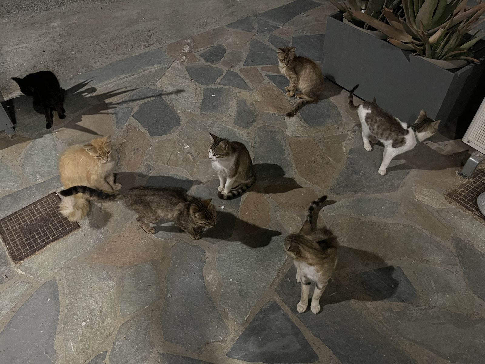 Moje mačky Riziko, keď sa raz zľutujete nad hladným tvorom