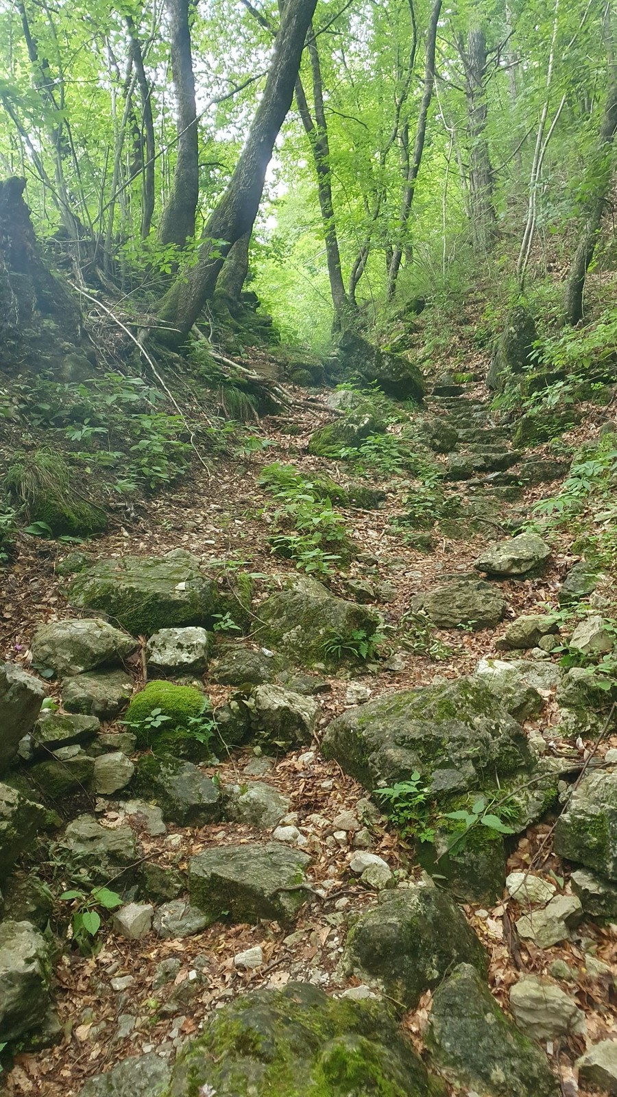 Val Venzonassa (14)