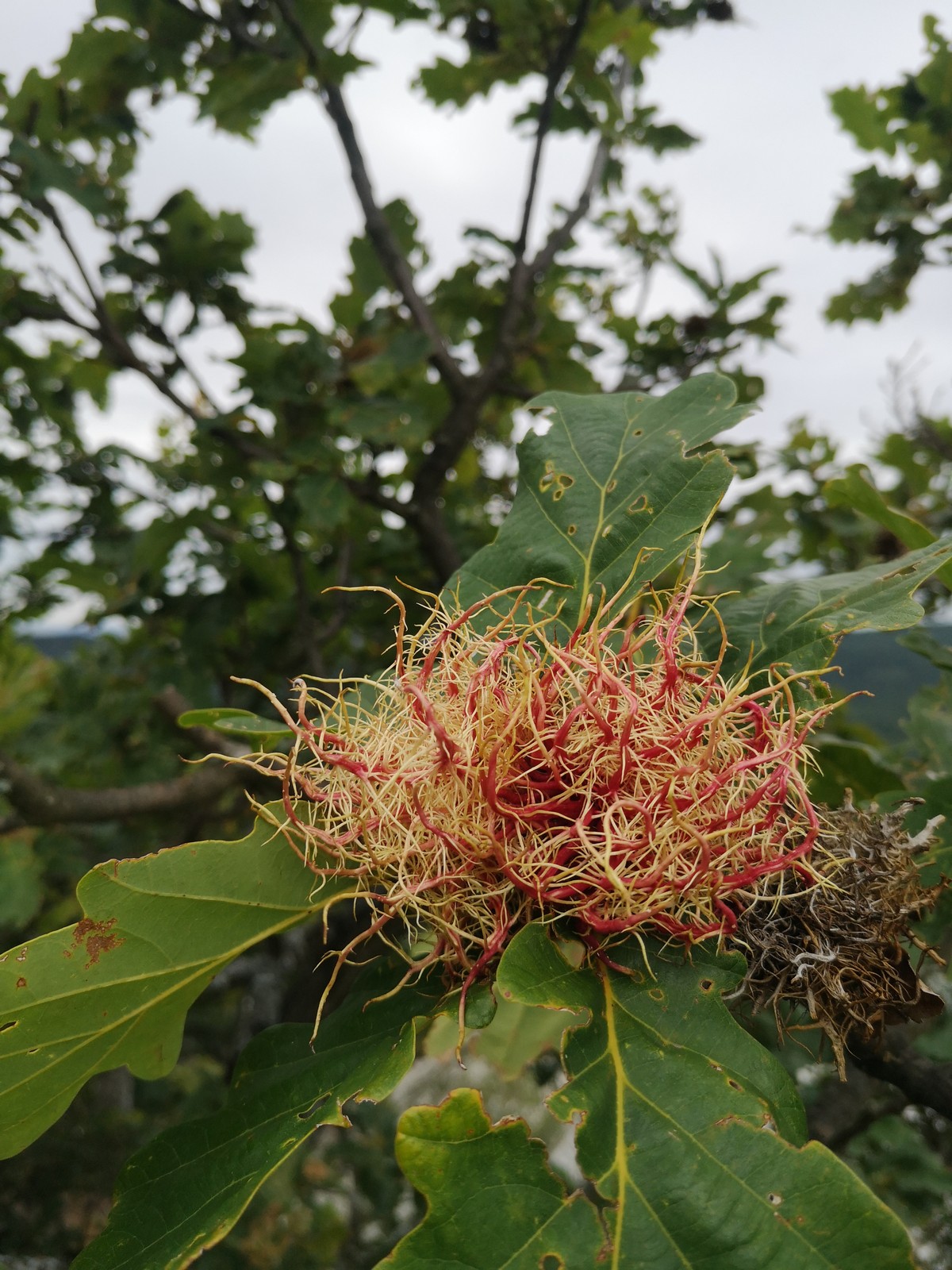 Jelenec (21) Flora na hrebeni