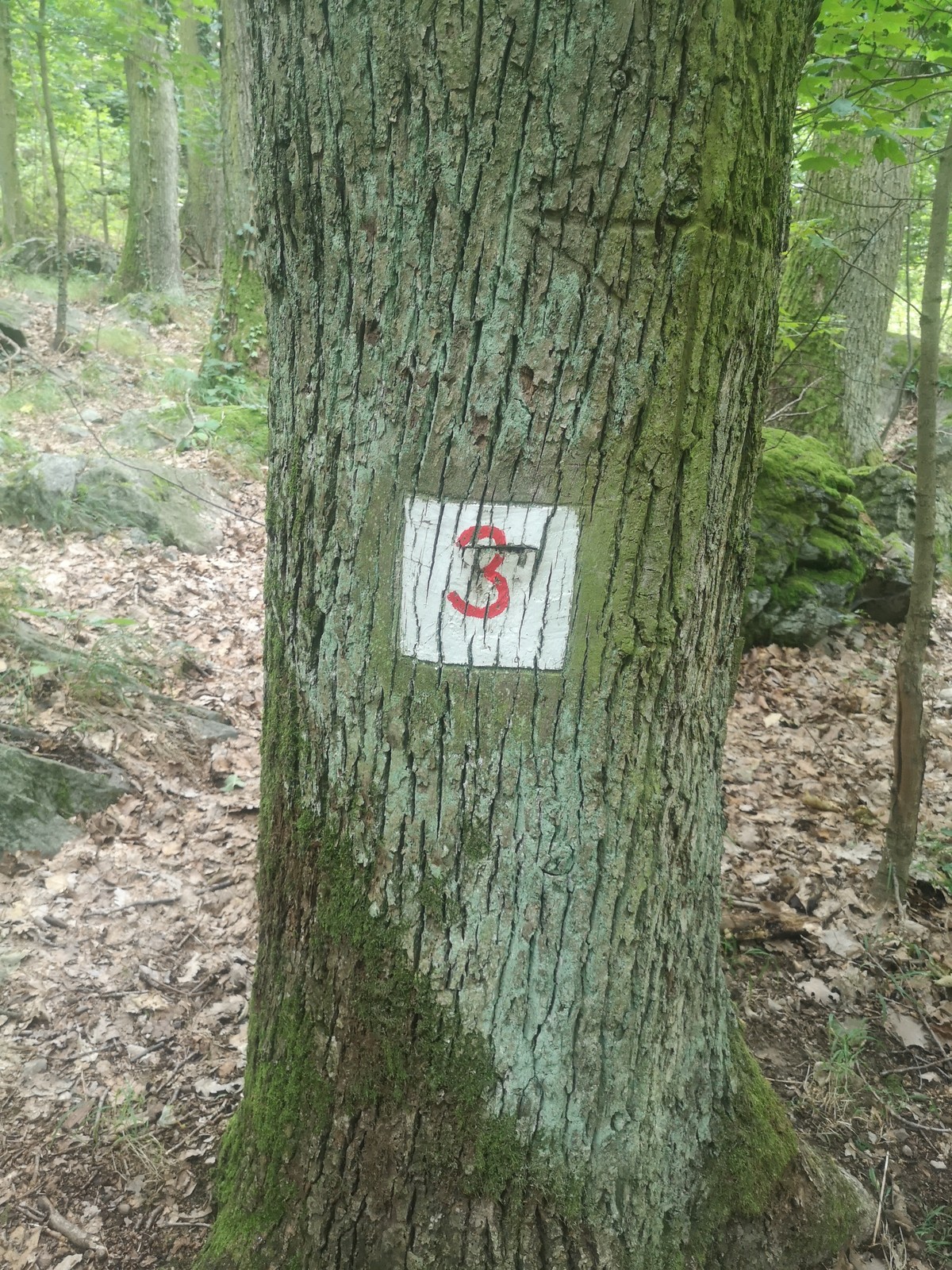 Jelenec (4)