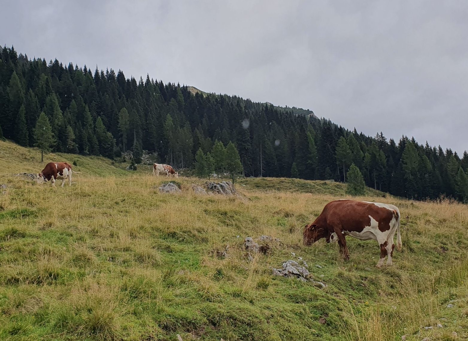 Bepi della Schiava (30) Pastviny pri Nassfelde