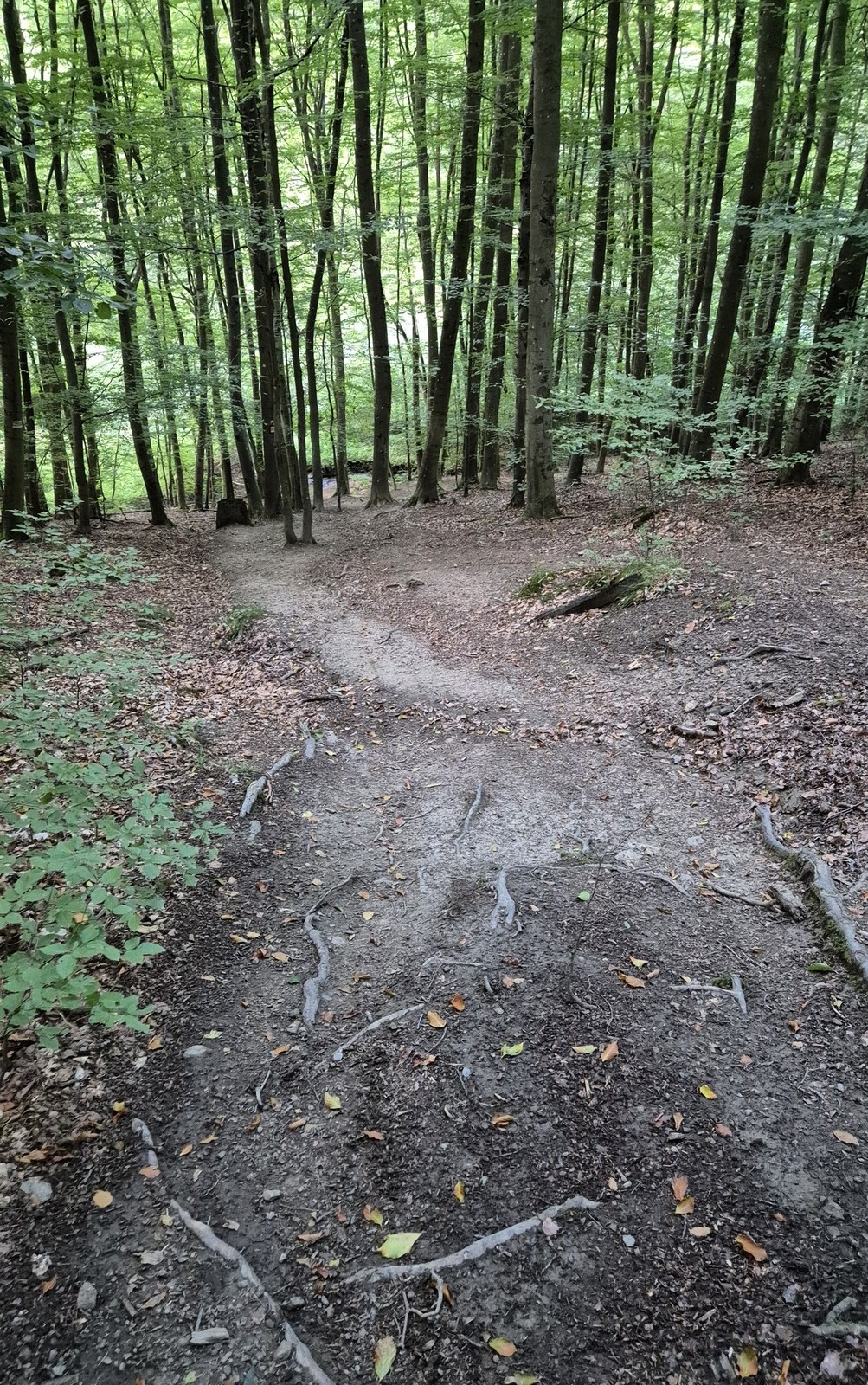 Cyklotrasa okolo Duchonky (15) Náročný zjazd do Slivnickej doliny