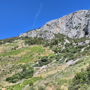Ferrata Hvar (04) Organické vinohrady s miestnym Plavacom