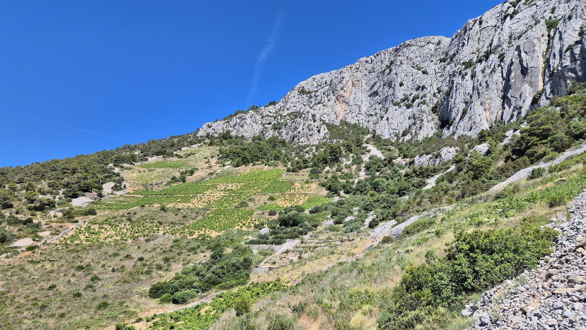 Ferrata Hvar (04) Organické vinohrady s miestnym Plavacom